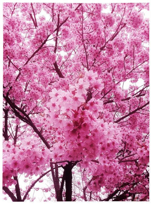 Pink Blossom